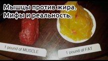 Мышцы против жира.  Мифы и реальность
