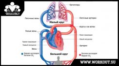 Что такое анаэробный порог?