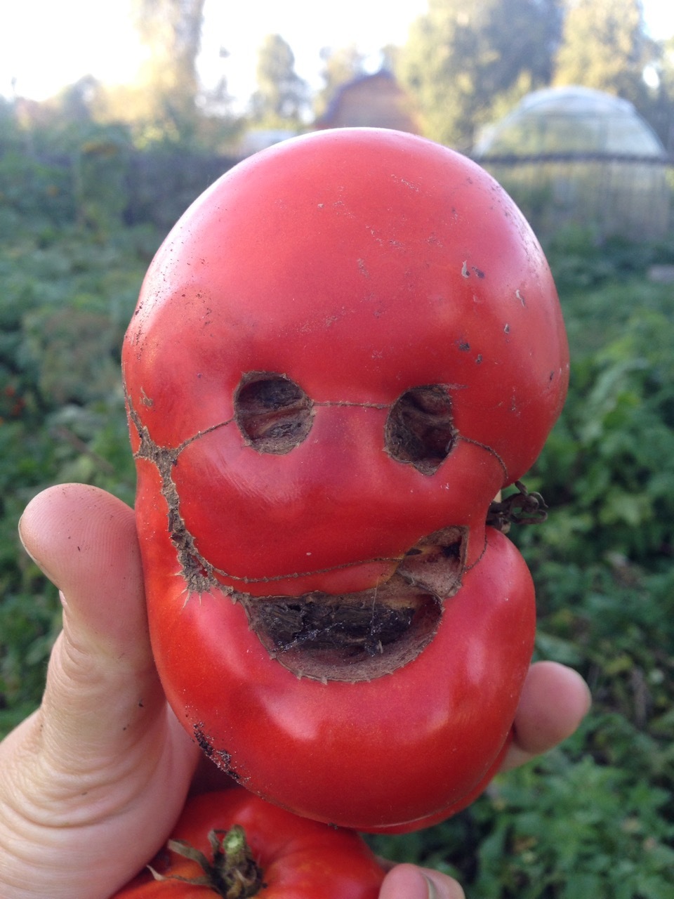 Заруба Бакасана/