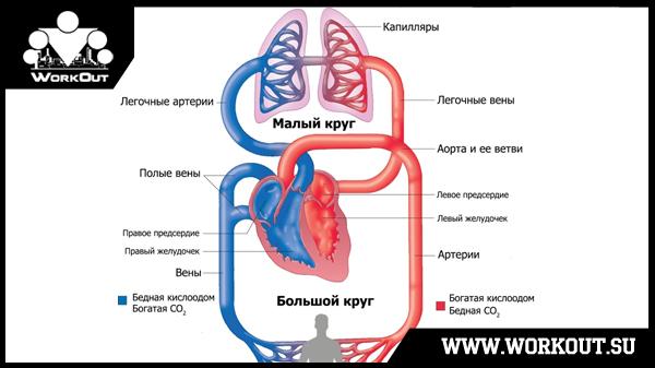 Что такое анаэробный порог?